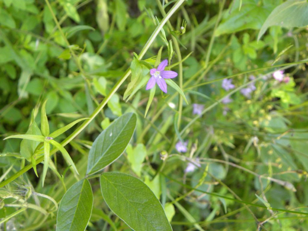 Legousia falcata  (Campanulaceae)